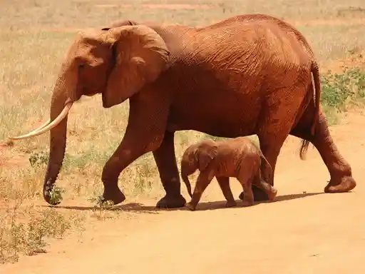 Game: Animales Rompecabezas de Elefantes
