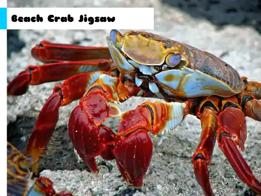 Game: Rompecabezas de Cangrejo de Playa