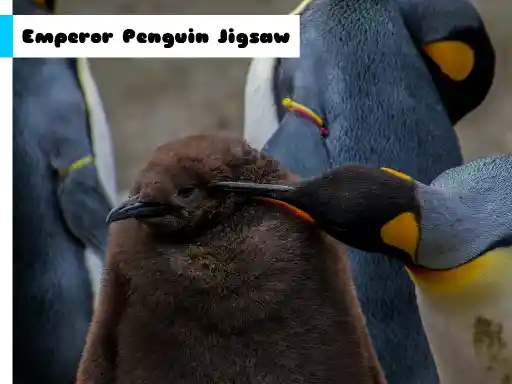 Game: Rompecabezas de pingüino emperador