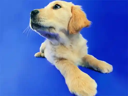 Game: Rompecabezas de gatos y perros divertidos