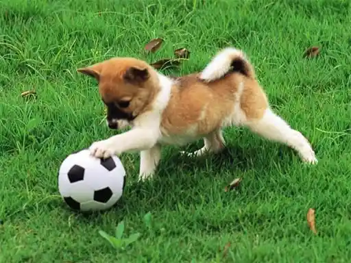Game: Puzzle al aire libre de cachorro juguetón