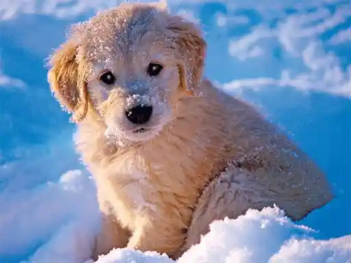 Game: Rompecabezas de mascotas de invierno