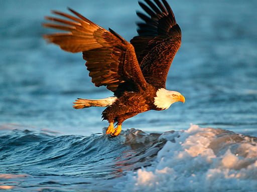 Play: Animals Jigsaw Puzzle  Eagle Img
