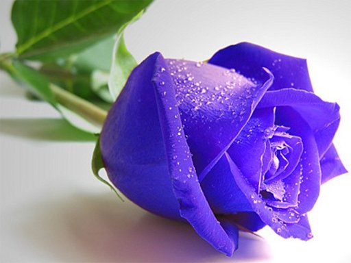 Play: Blue Roses Puzzle Img